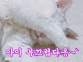 부끄부끄 냥이 코코(Embarrassing Coco) #beautiful  #귀여운  #happylife  #coco  #funny