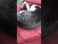 Lazy Cat