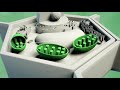 The plant cell and its parts - Natural Science - Educational video for kids