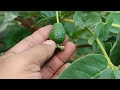 Great method of grafting guava tree using banana fruit