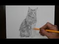 How to Draw a Long Haired Cat | Realistic Pencil Drawing