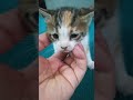 #cute #cat #kitten 🐈🐈❤️❤️❤️|post by Honey Funny 👍👍