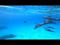 Egypt December 2023 | Sleeping dugong, turtle, shark, dolphins | Red Sea | Gorgonia Beach Resort