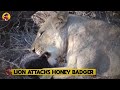 15 Lion Attacks You Never See Before