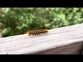 caterpillar vibez