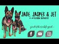 3 German Shepherds Try Different Foods