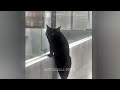 🤣 Funniest Cats and Dogs Videos 🐕 Best Funny Animals 2024 😍