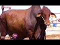 Surmawala Cattle Farm | King of Brahman bull | Cattle Farm in Karachi |  Witness of a True Icon