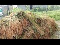 RICE HARVEST SEASON IN THE VILLAGE IS TWICE A YEAR