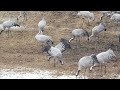 Crane dance Hornborgasjøn