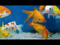 Colors of Aquarium 4K Ultra HD | Soothing Music Of The Aquatic Life | RelaxingVibes Film