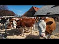 Switzerland 🇨🇭 DJI Pocket 3 Cinematic Schaukäserei Emmental   4K