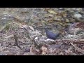 American Dipper fishing.