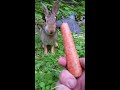 Hand feeding a wild rabbit