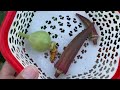Okra, growing and harvest from Kitchen Garden | Red Okra from kitchen garden