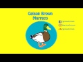 Geison Brown - Marreco