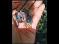 Bird's Transformation, from offspring to maturity