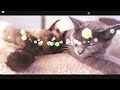 relaxing music cats