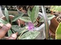 Step into my jungle Oasis! Sunroom Plant Tour. Tour you won't believe.