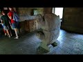 Disney's Animal Kingdom Maharajah Jungle Trek Walkthrough in 4K | Walt Disney World Florida May 2023