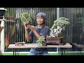 เทคนิคดีๆ ของการเลี้ยงเทียนทะเลจิ๋ว โดย put bonsai