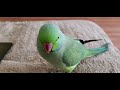 Indian Ringnecks playing