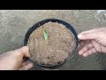 Best Natural Tomato Rooting Hormone For Snake Plant Propagation By Leaf Cutting