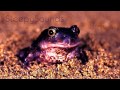 Frogs and Crickets – 9 Hour Soundscape of peaceful, relaxing, nature sounds – Fall Asleep Easy