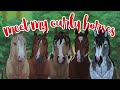 ALL MY HORSES 2024 | Horse Organization Sheet | Horse Name Ideas