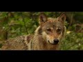 The Dutch Wolf - 4K Shortfilm | Sony ZV-E10