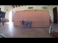 BLUE HEELER PUPPY ~ Raising Midnight 2015