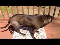 Giant SARCOMA surgically removed   Cane Corso Pitbull Mix