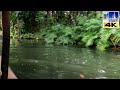 Magic Kingdom - Jungle Cruise - New Jokes - 2024 - 4k