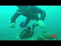 Cara paling cepat memanah belut Laut