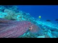 OCTOPUS Camouflage | Changes color, texture and shape