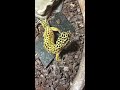Leopard Gecko Feeding Video 4 Del 1