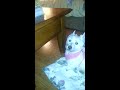 20130330_195237.mp4