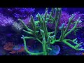 7 feet of reef. acroish's 270 gallon reef tank. 2 years of growth.