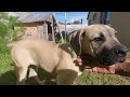 Ekvonsalies Baloo 3months vs Malachi Nala 14months #southafricanboerboel #boerboel