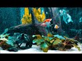 Japon Balığı Bitkili Akvaryumda Yaşar mı?!! (Bitkili Japon Akvaryumuna Hangi Bitkiler Konur)