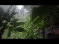 Heavy rain forest Sleep sound, Focus Rainforest Sounds in The forest rain White Noise | 1 Hours