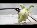 Innocent voice of female and ringneck parrot 🦜 💕 || bolna wala tota || parrot speaks in Urdu&Hindi