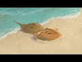 An Ancient Ritual: Horseshoe Crab Mating Season