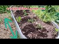planting my tomato seedlings