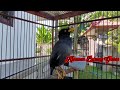 Relaxation Of starlings Bird Sounds From Indonesia Part 8
