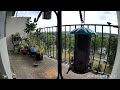 House Sparrows Feeding their Fledglings | 7/30/2024