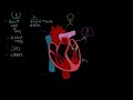 Left sided vs. Right sided heart failure