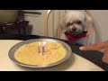 Dog's birthday