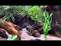 Introducing the two Alligator snapping turtles to the 180 gallon aquarium