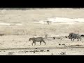 Angry Buffalo herd kills Lion cub in front of the mother, Wild Animals Attack